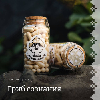 Ежовик гребенчатый